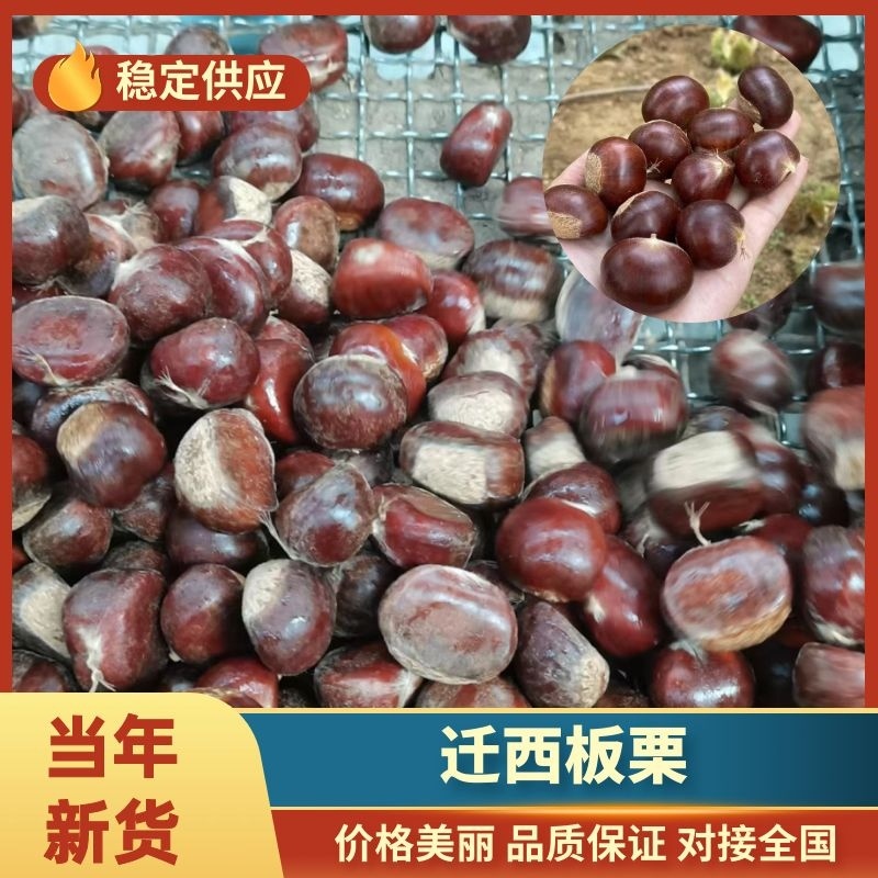 【迁西早期老树板栗】25年新货软糯香甜炒货专用产地直发