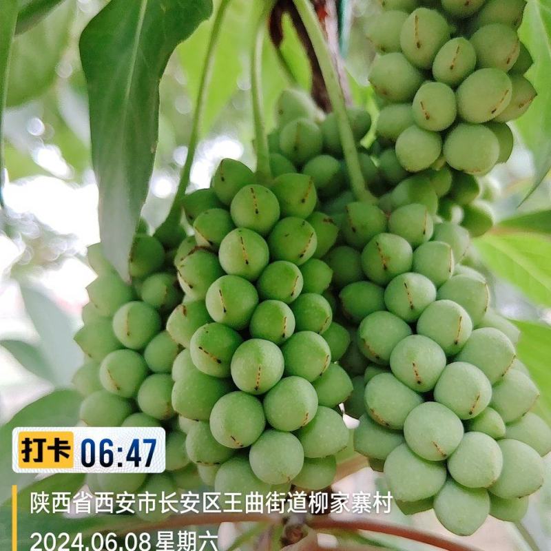 南五味子苗