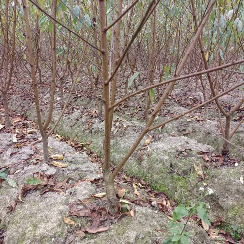 广东连平鹰嘴桃树苗水蜜桃苗两年苗成活率高顺丰包邮