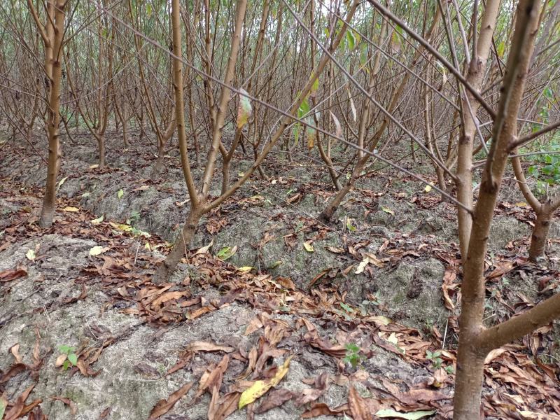 广东连平鹰嘴桃树苗水蜜桃苗两年苗成活率高顺丰包邮