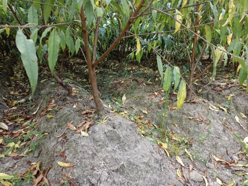 广东连平鹰嘴桃树苗水蜜桃苗两年苗成活率高顺丰包邮