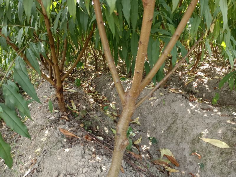 广东连平鹰嘴桃树苗水蜜桃苗两年苗成活率高顺丰包邮