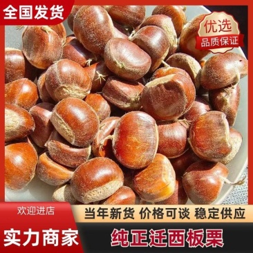 【2024年迁西3113板栗】软糯香甜品质保真炒货店专用