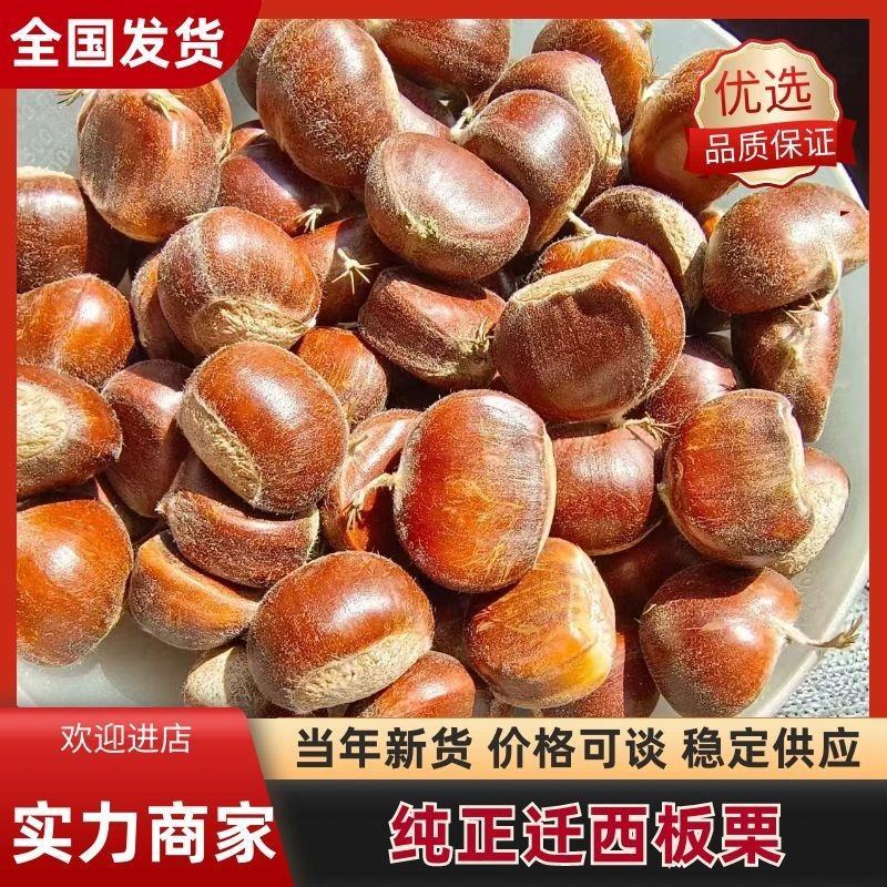 【2024年迁西3113板栗】软糯香甜品质保真炒货店专用