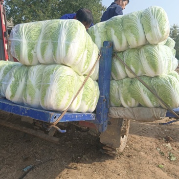 青杂三号白菜只做一级品质，透明袋，4-6斤，基地直供，