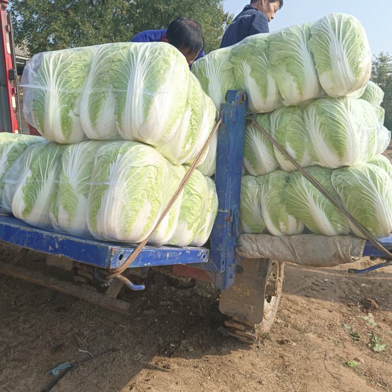 青杂三号白菜只做一级品质，透明袋，4-6斤，基地直供，