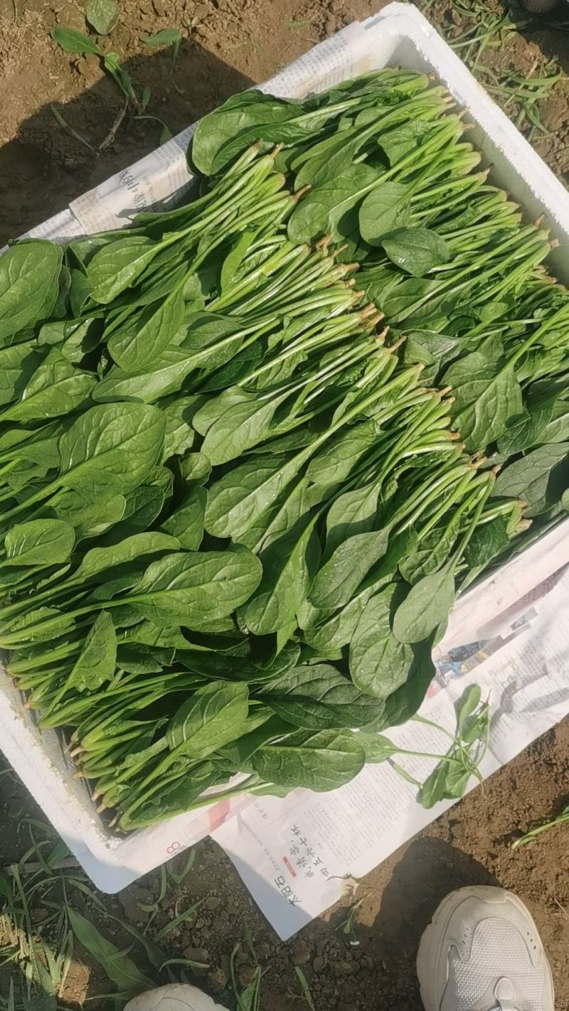 大量供应精品菠菜，电商平台商超，市场，加工厂可长期供货
