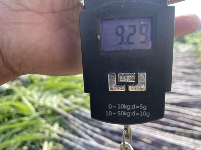 精品温岭大棚甘蔗很大很长