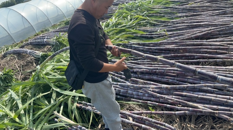 精品温岭大棚甘蔗很大很长