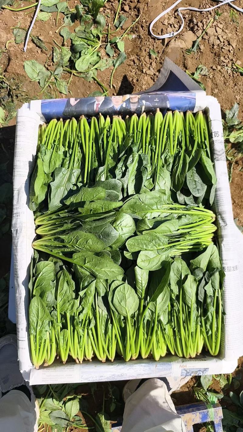 菠菜长期供应电商平台，市场，商超，加工厂，可长期合作