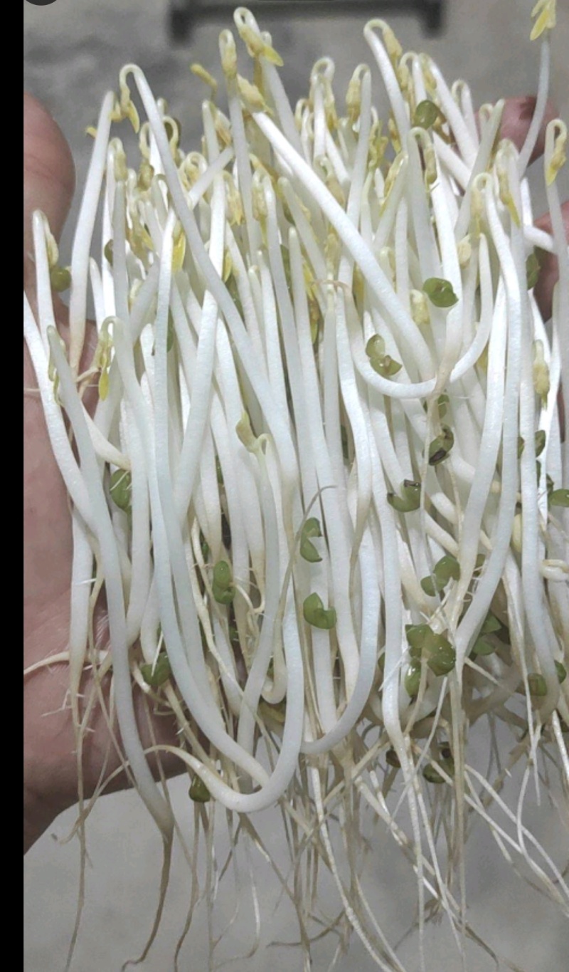 富氧水培育芽苗菜优质花生芽，全国发货，量大从优欢迎咨询