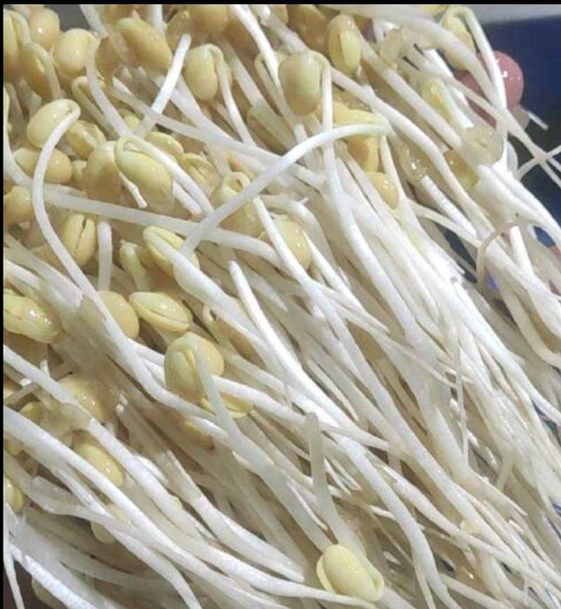 富氧水培育芽苗菜优质花生芽，全国发货，量大从优欢迎咨询