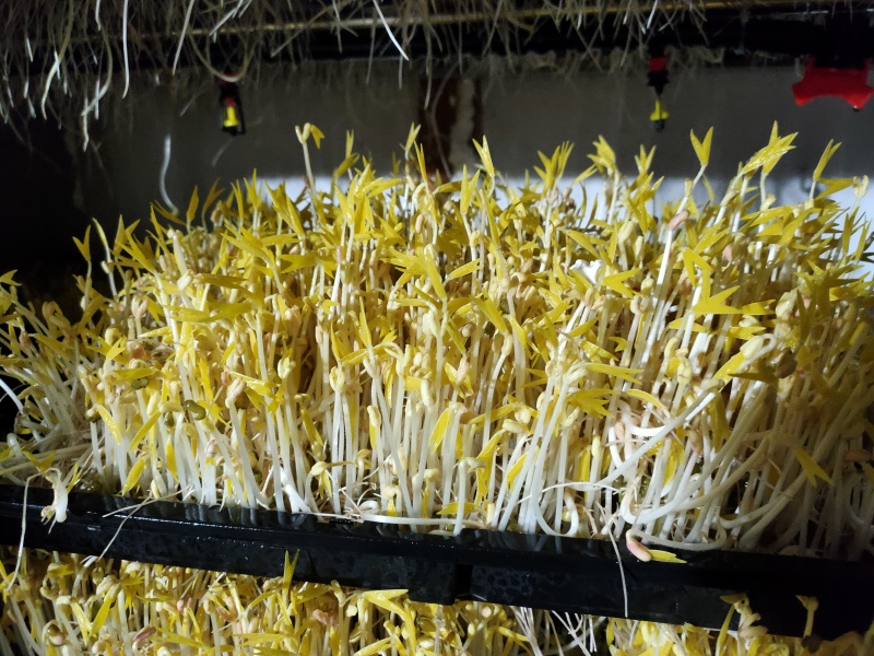 富氧水培育芽苗菜优质花生芽，全国发货，量大从优欢迎咨询