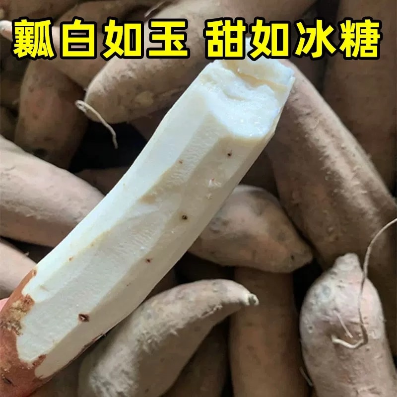 河北白哈蜜红薯大量上市，量大质优，欢迎咨询联系。