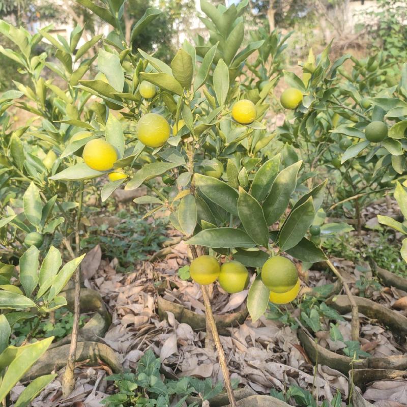 脆皮带果