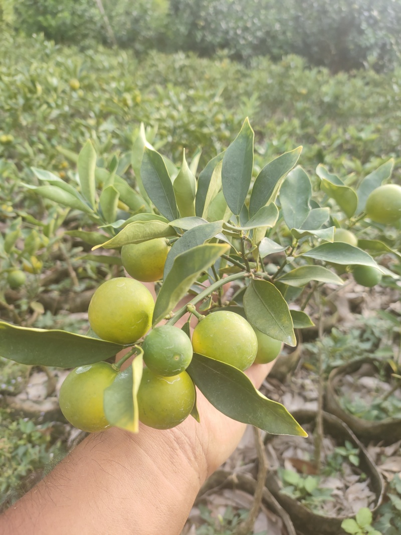 脆皮带果