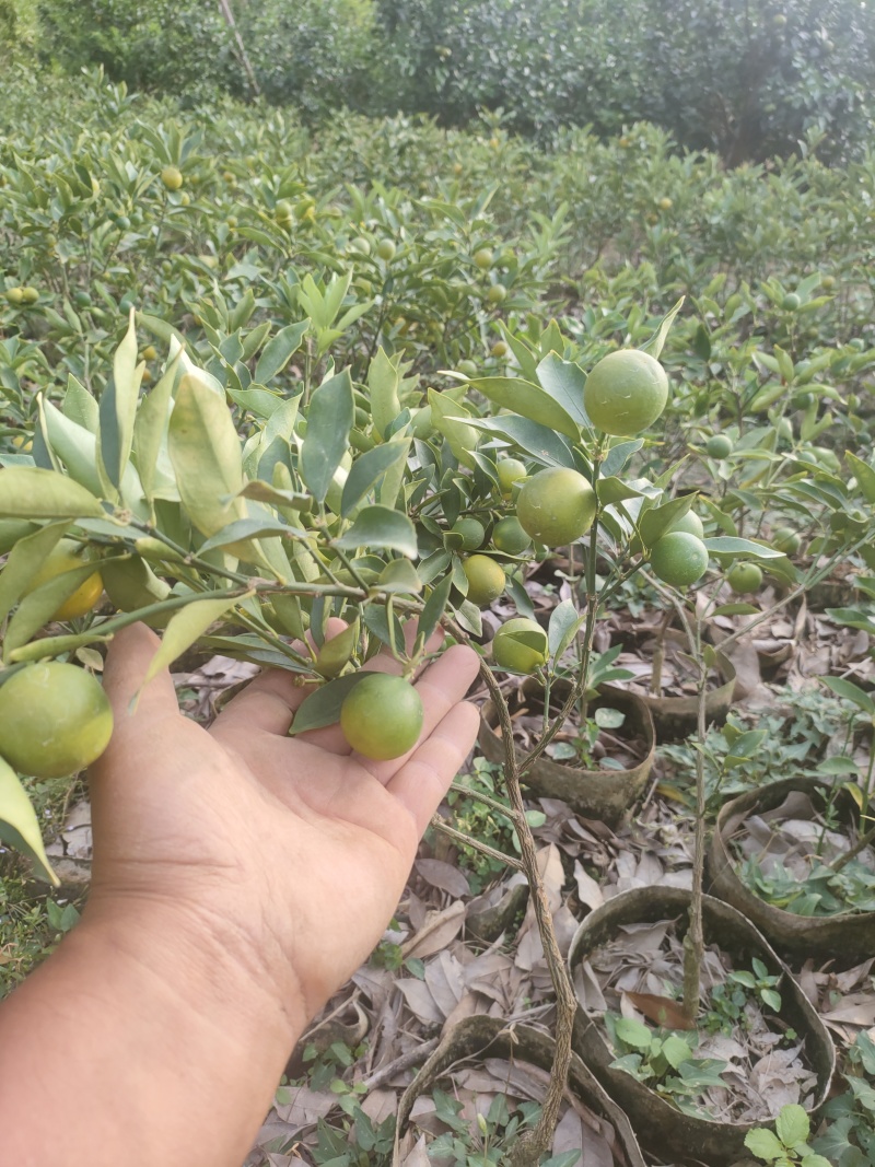 脆皮带果