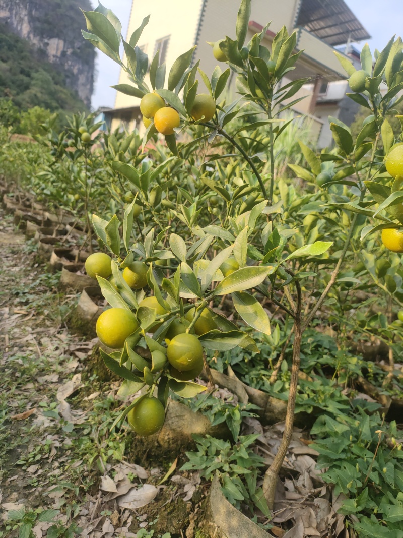 脆皮带果