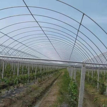 厂家直销养殖棚，种植棚，暖棚，联动棚