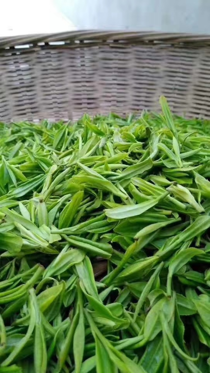 石笋野生茶生长于深山老林，云雾环绕之中，以手工杀青，木炭