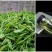 石笋野生茶生长于深山老林，云雾环绕之中，以手工杀青，木炭