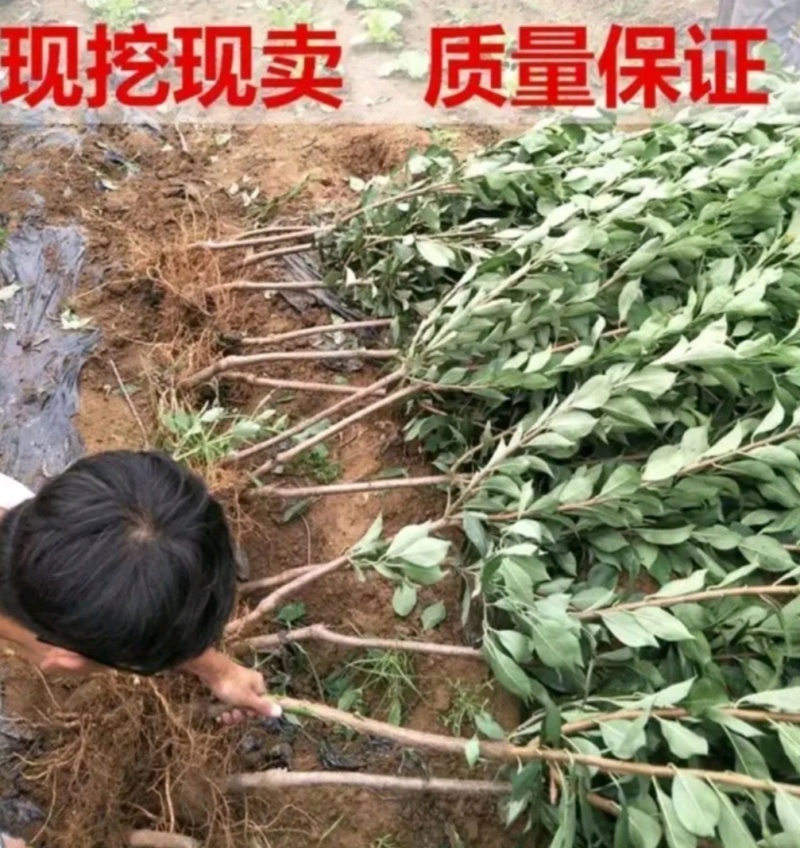 塔尔玛：蓝蜜西梅苗，中晚熟品种，法兰西西梅苗，