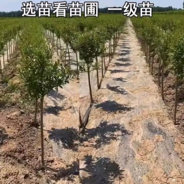 塔尔玛：蓝蜜西梅苗，中晚熟品种，法兰西西梅苗，