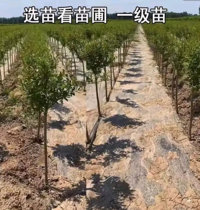 塔尔玛：蓝蜜西梅苗，中晚熟品种，法兰西西梅苗，