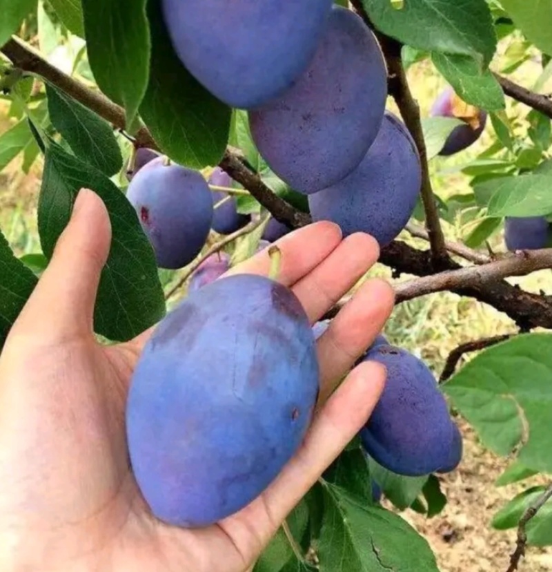 塔尔玛：蓝蜜西梅苗，中晚熟品种，法兰西西梅苗，