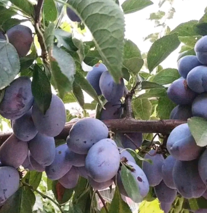 塔尔玛：蓝蜜西梅苗，中晚熟品种，法兰西西梅苗，