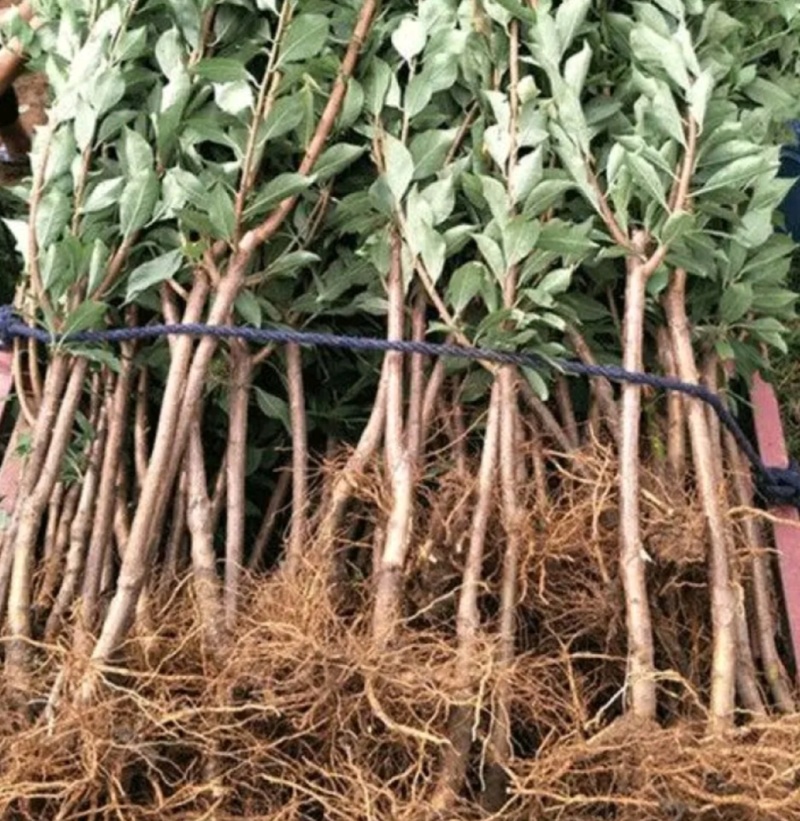 塔尔玛：蓝蜜西梅苗，中晚熟品种，法兰西西梅苗，
