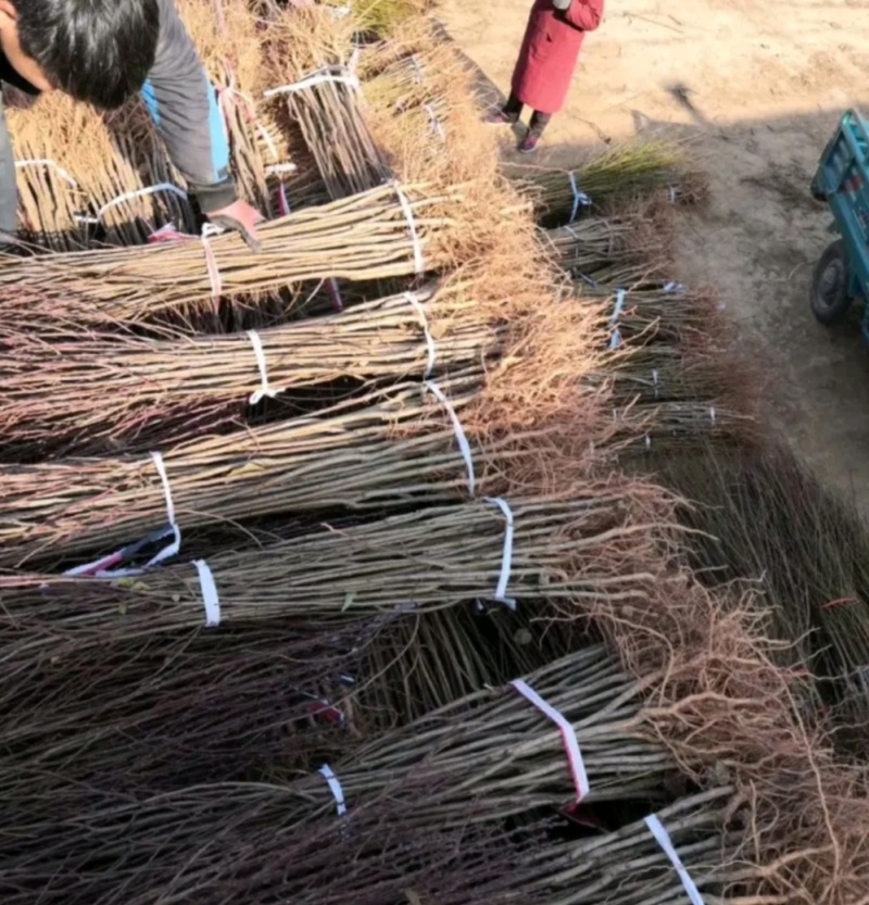 塔尔玛：蓝蜜西梅苗，中晚熟品种，法兰西西梅苗，