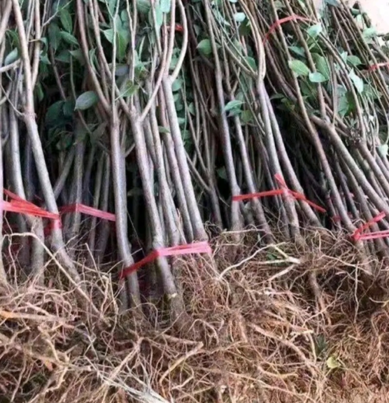 塔尔玛：蓝蜜西梅苗，中晚熟品种，法兰西西梅苗，