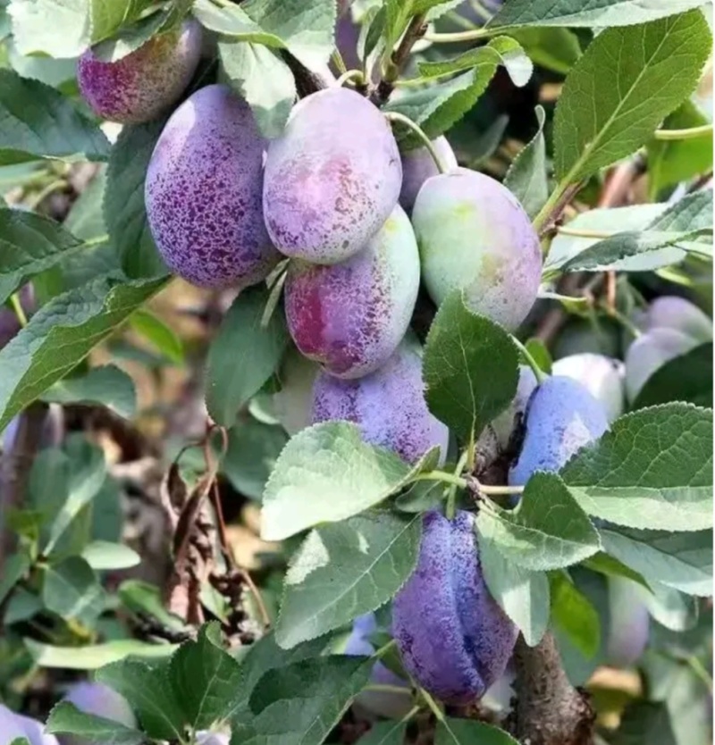 塔尔玛：蓝蜜西梅苗，中晚熟品种，法兰西西梅苗，