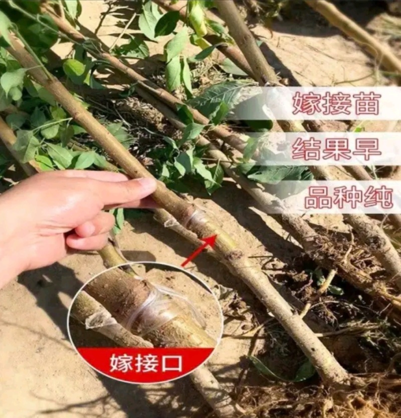 塔尔玛：蓝蜜西梅苗，中晚熟品种，法兰西西梅苗，