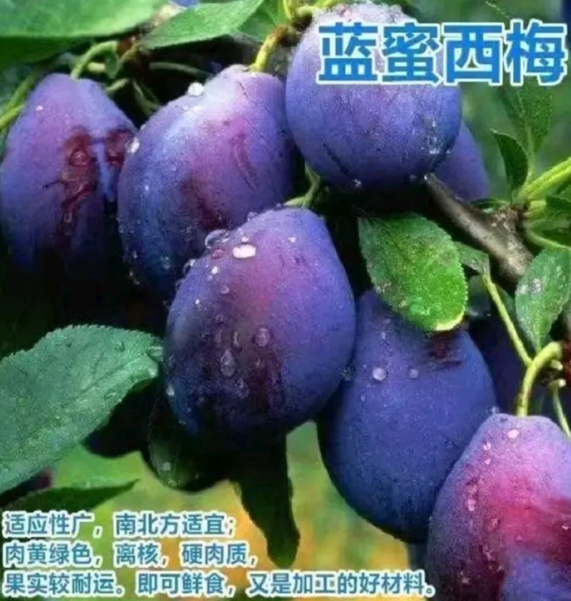 塔尔玛：蓝蜜西梅苗，中晚熟品种，法兰西西梅苗，