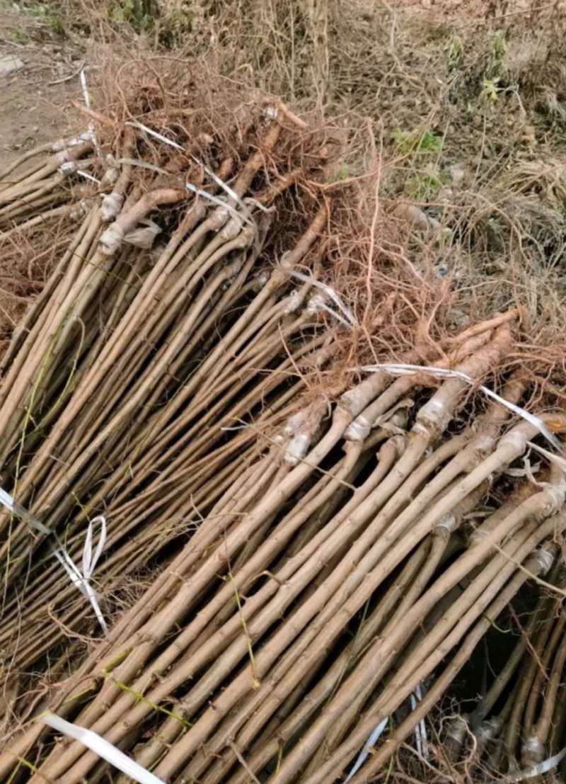 塔尔玛：蓝蜜西梅苗，中晚熟品种，法兰西西梅苗，