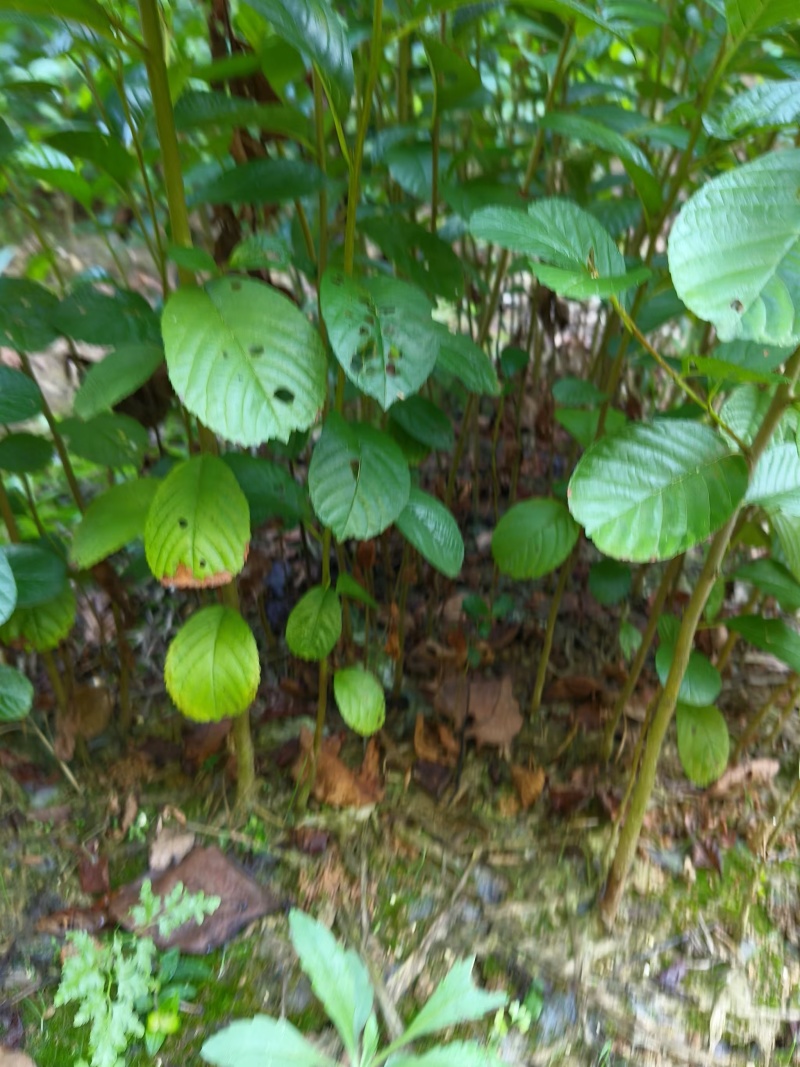 江南桤木小苗又名水冬瓜大量供应
