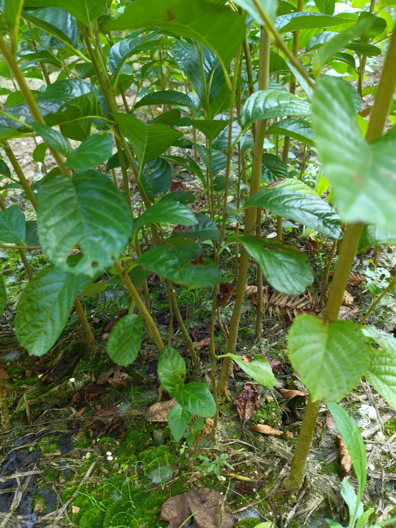 江南桤木小苗又名水冬瓜大量供应
