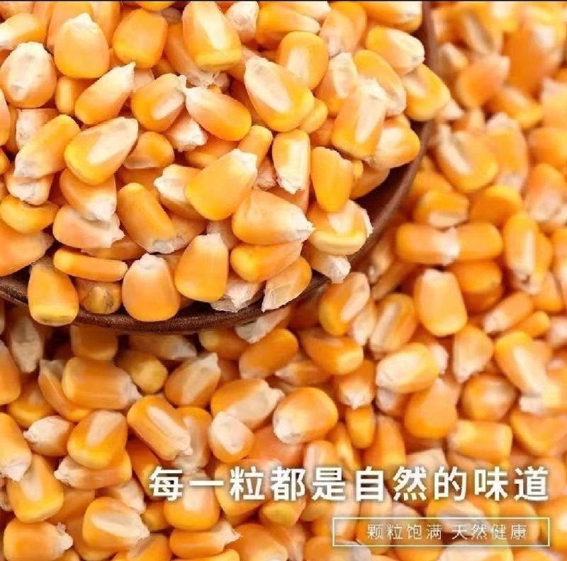 玉米，干玉米粒。袋装散装容重720以上。无霉变。水分13