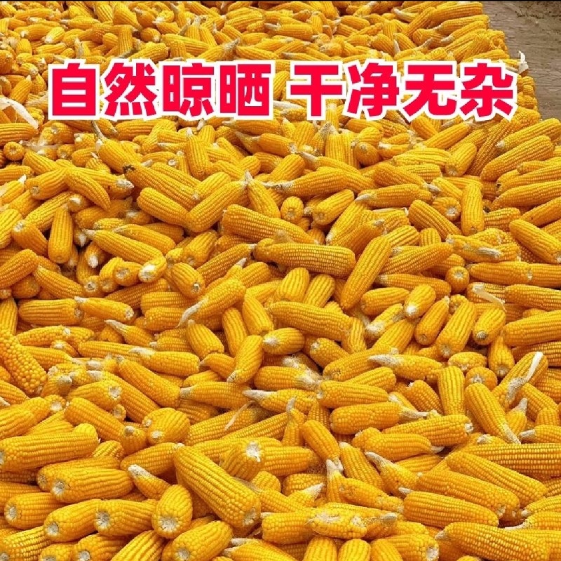 玉米，干玉米粒。袋装散装容重720以上。无霉变。水分13