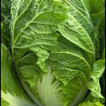 白菜