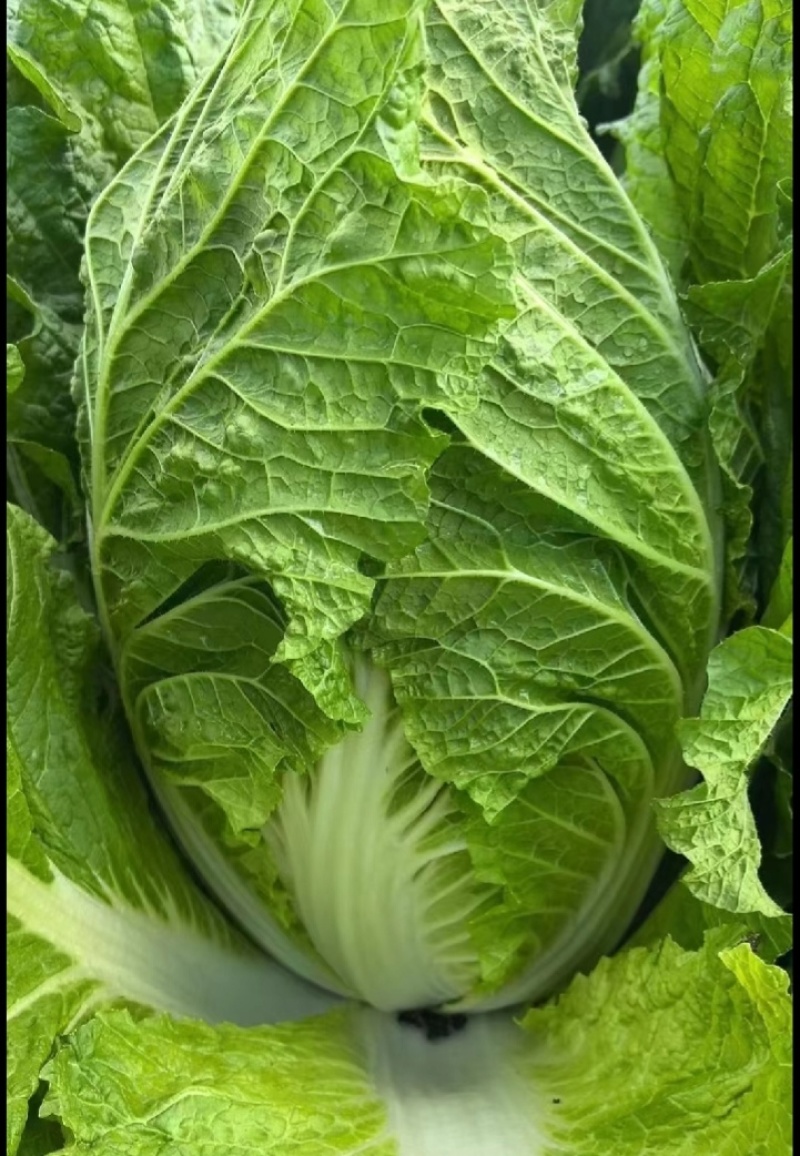 白菜