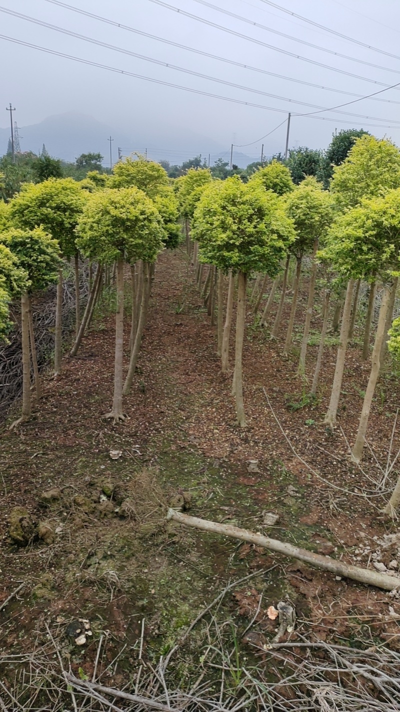 亮晶棒棒糖