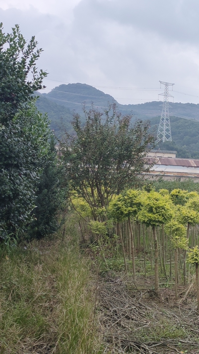 亮晶棒棒糖