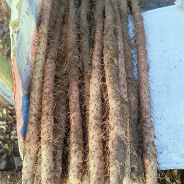 灵宝铁棍山药大量上市，今年产量大，价格低，货源充足，