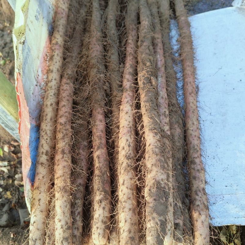 灵宝铁棍山药大量上市，今年产量大，价格低，货源充足，