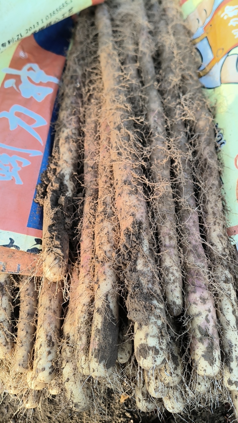 灵宝铁棍山药大量上市，今年产量大，价格低，货源充足，