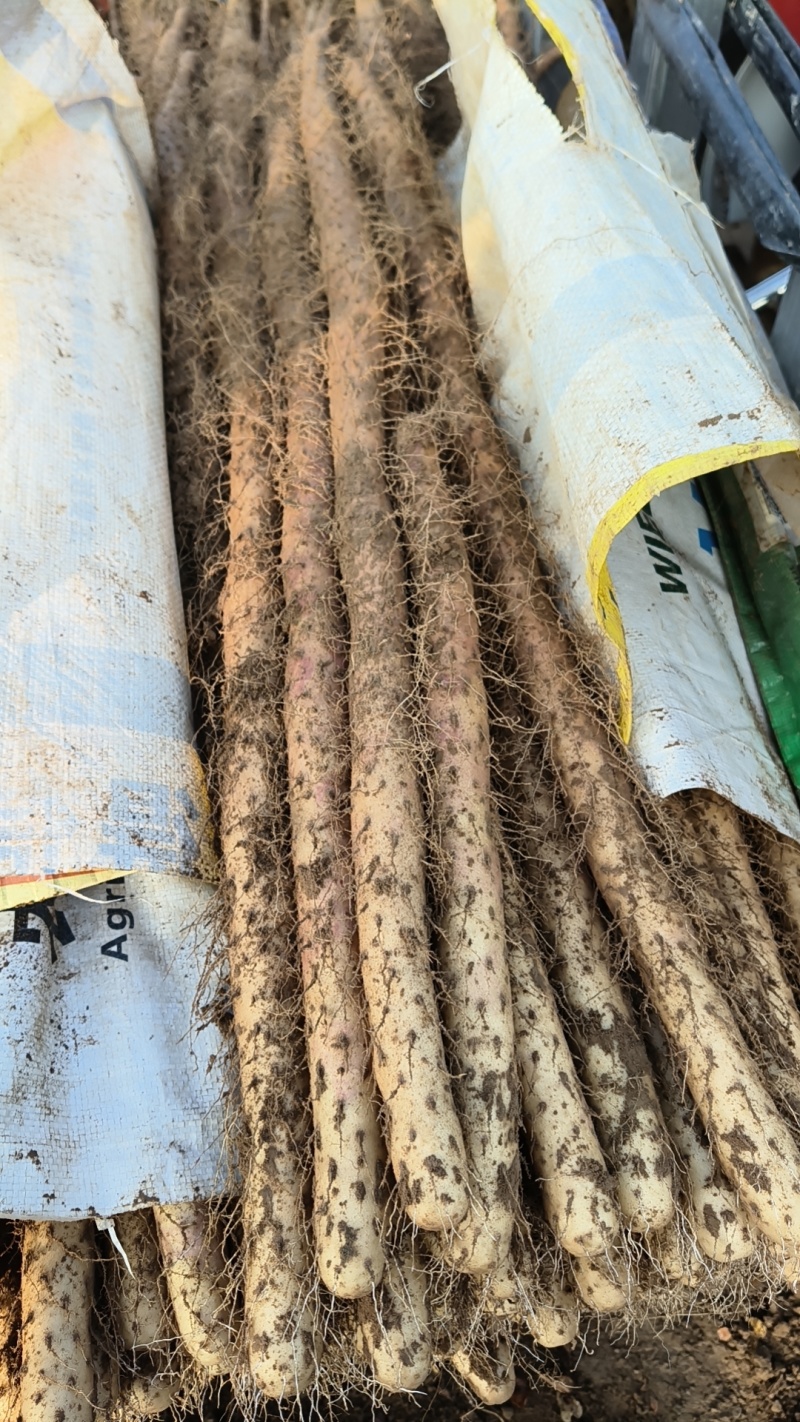 灵宝铁棍山药大量上市，今年产量大，价格低，货源充足，