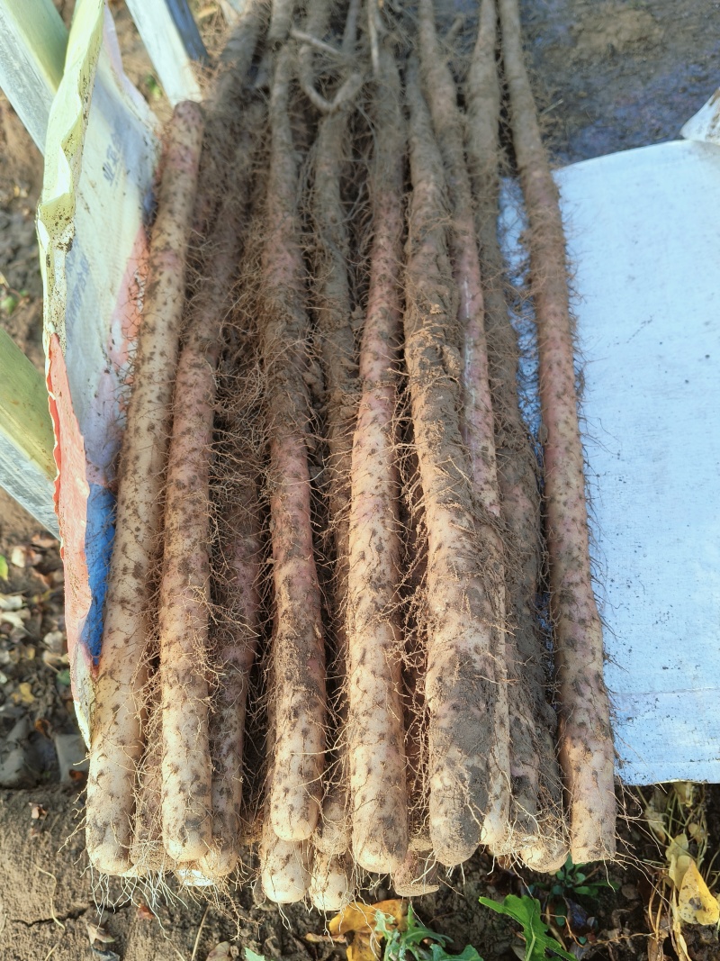 灵宝铁棍山药大量上市，今年产量大，价格低，货源充足，